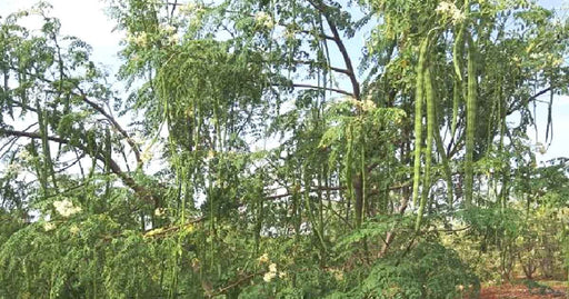 Buy-Drumstick-online