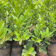 Buy Taiwan Lemon Tree