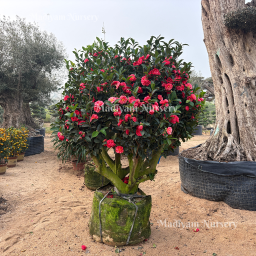 Camellia japonica