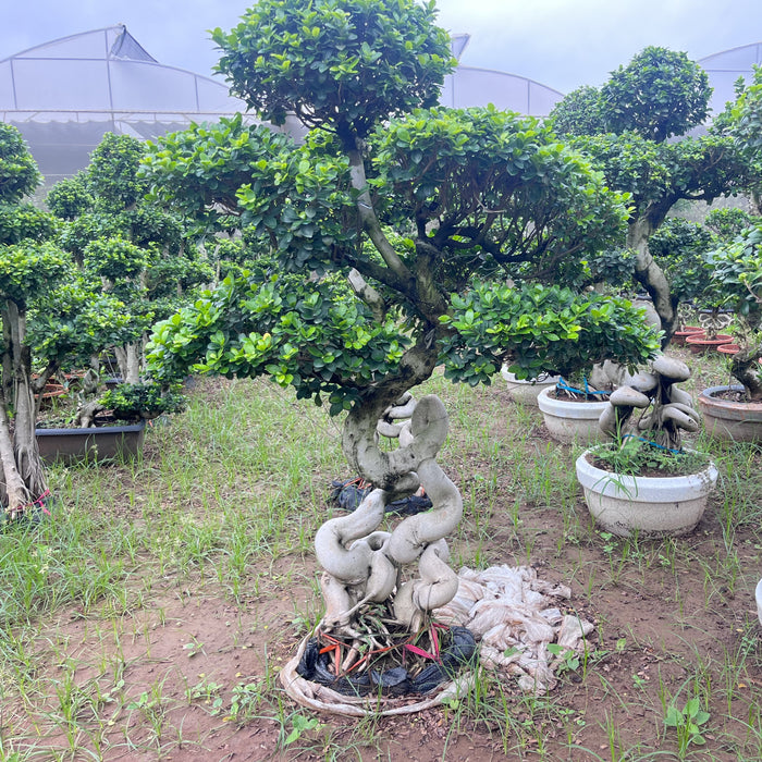 Chinese Banyan Bonsai