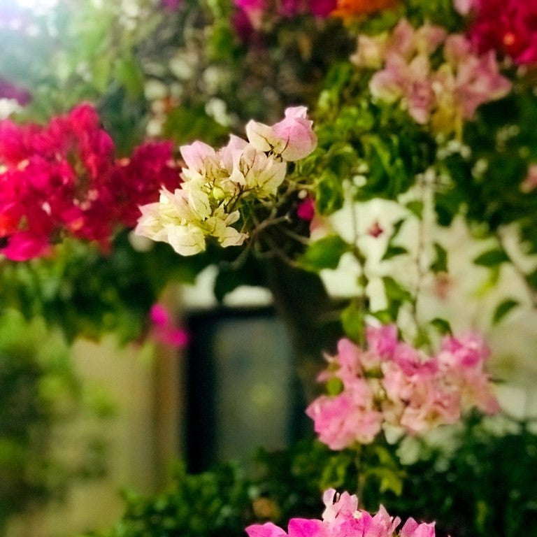 Climbers Creepers and Vines plant collection banner with flowering wall garden