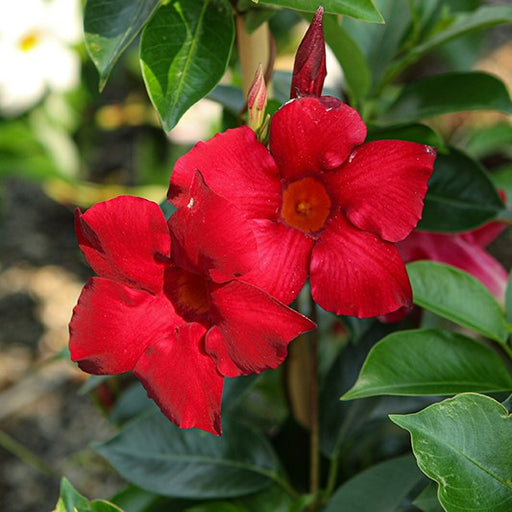 Crimson Mandevilla Vine Plant