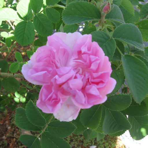 Damask Rose