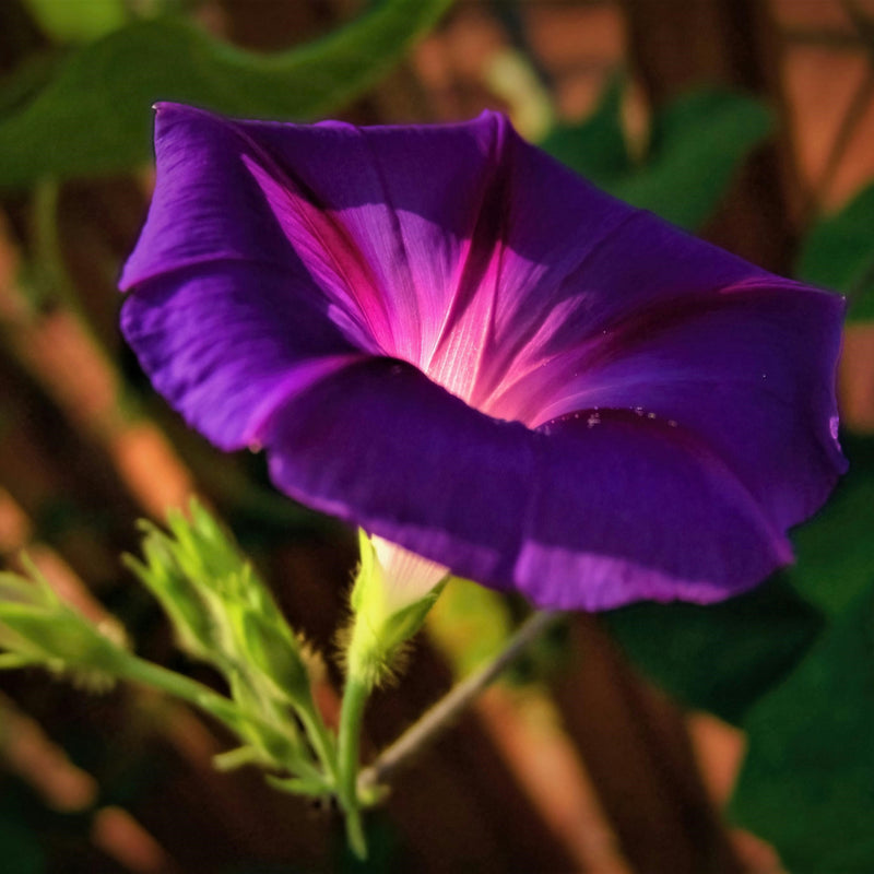 Dark Purple Morning Glory Plant