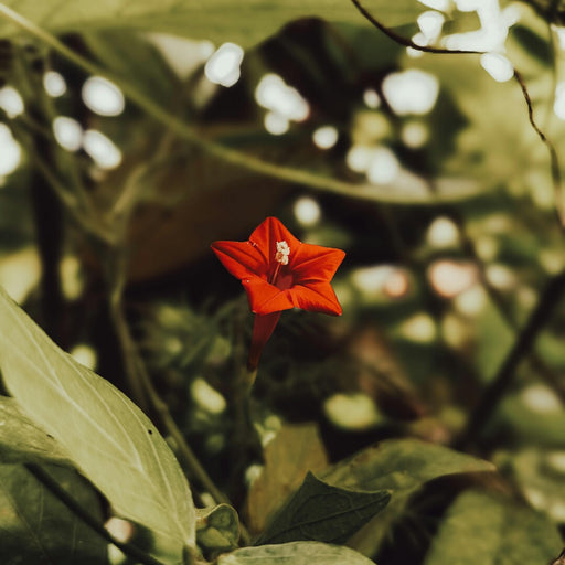Deep Red Morning Glory Plant