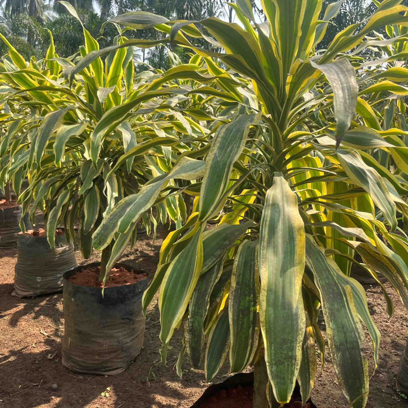 dracaena fragrans dragon Bring Home the Beauty of the Painted