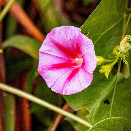 Dusty Rose Morning Glory Plant