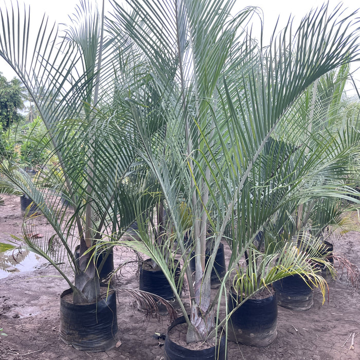     Dypsis decaryi