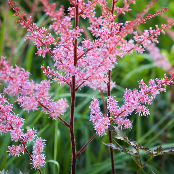  False goat's beard