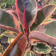 Ficus Elastica