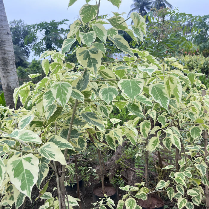 Ficus religiosa