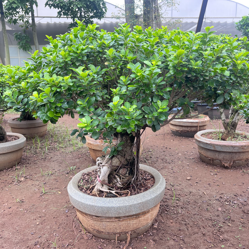 Ficus retusa