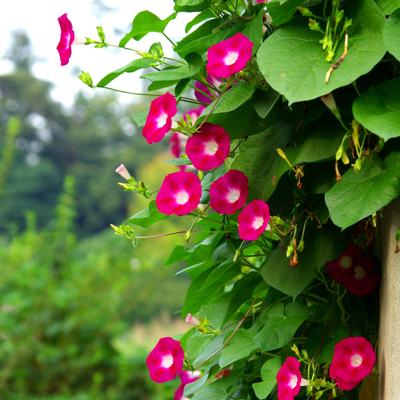 Fire Red Morning Glory Plant