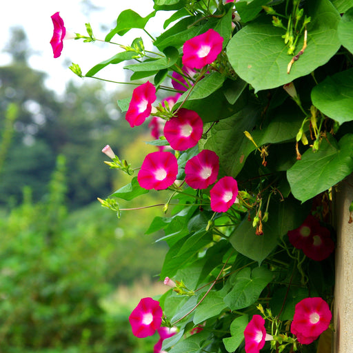 Fire Red Morning Glory Plant