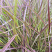 Fountain Grass