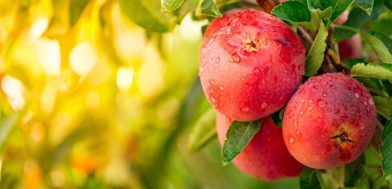 kadiyam nursery fruit plants online