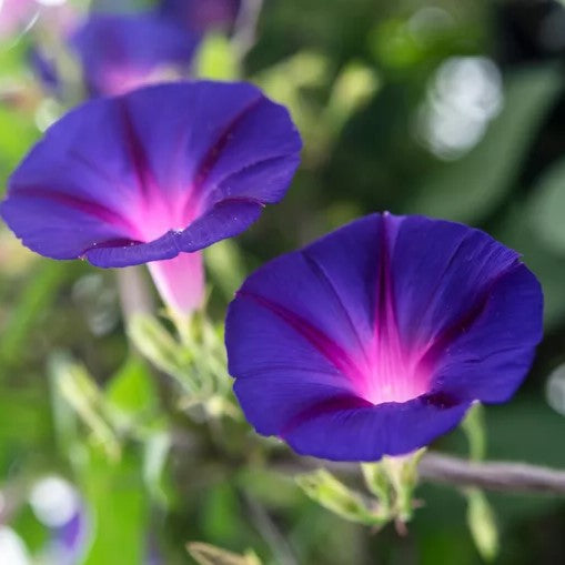 Grape Purple Morning Glory Plant