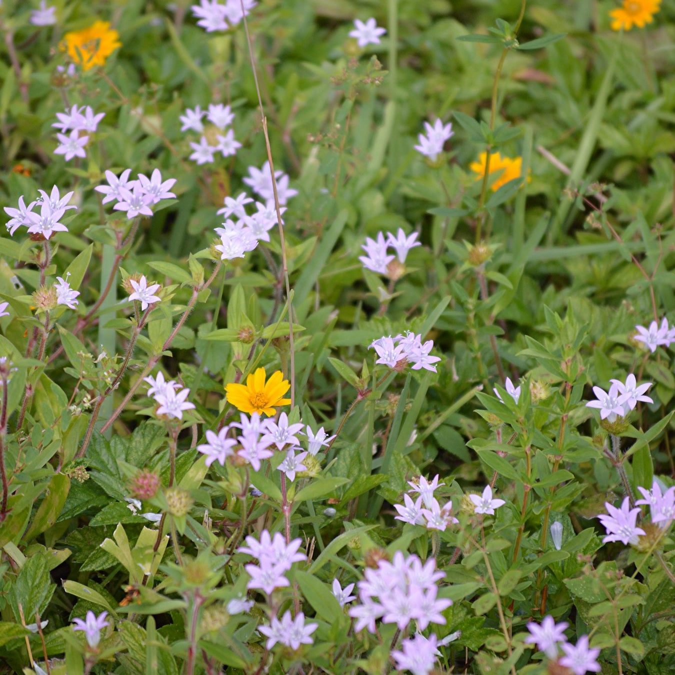 Groundcovers plant collection banner with lush low growing garden carpet plants
