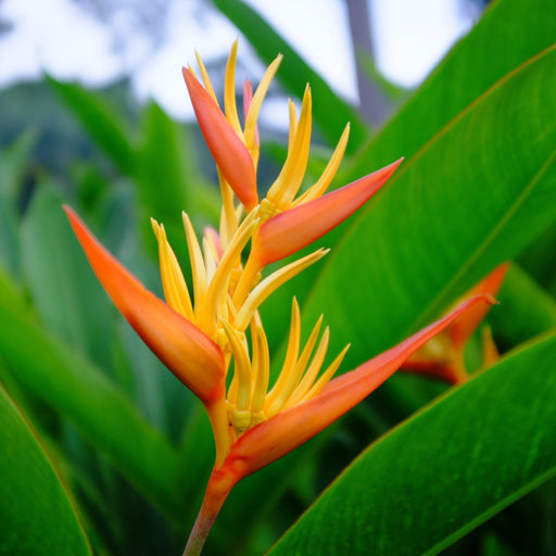 Heliconia psittacorum golden torch