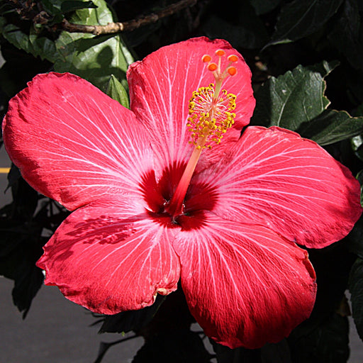 Hibiscus rosa sinensis