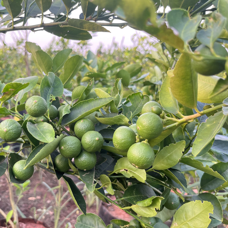 High-Yielding Lemon Tree