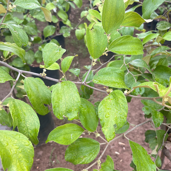 Indian jujube