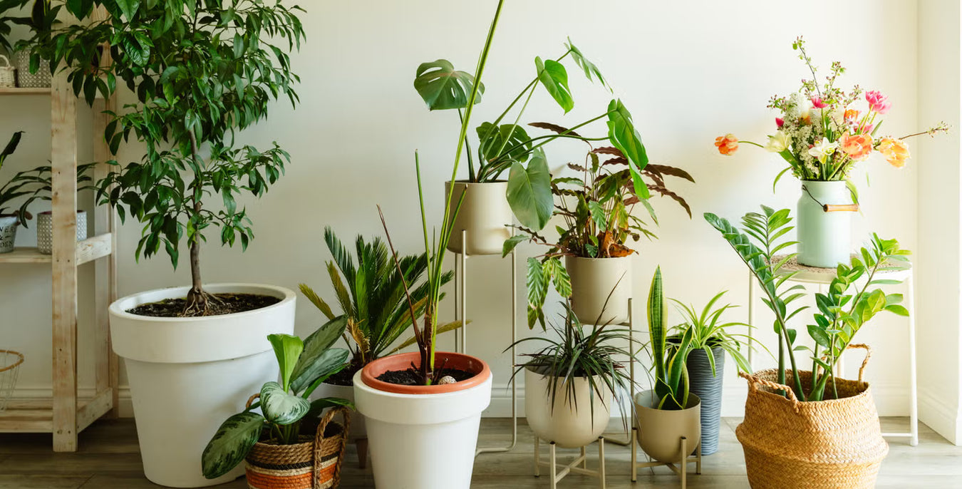 Indoor plants collection India
