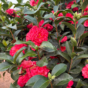 Japanese Camellia