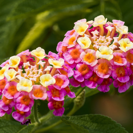 Lantana camara multicolor