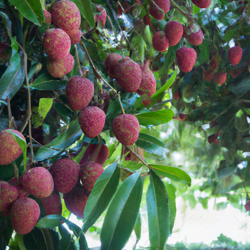 bonsai litchi tree Fresh and Juicy Lychee Fruits | Buy the