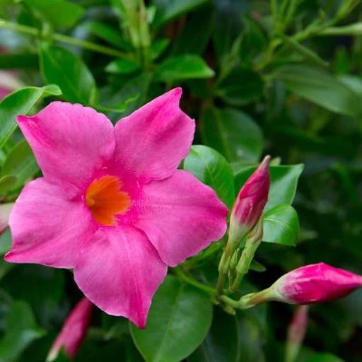Magenta Mandevilla Vine Plant