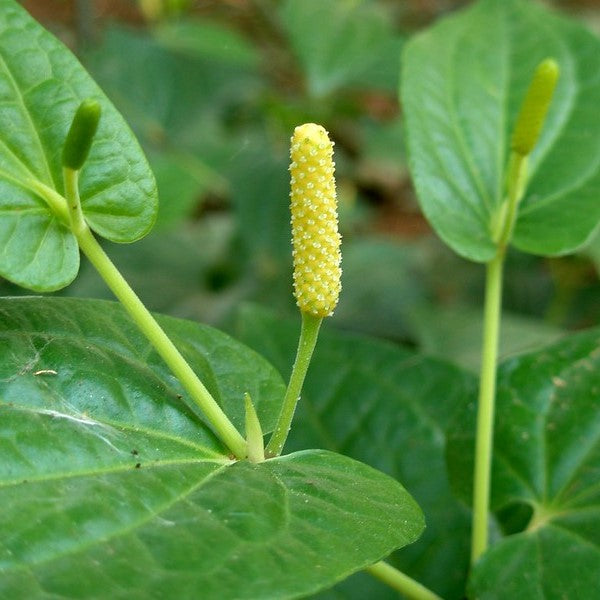 Medicinal Plants collection banner with healing herbs and ayurvedic botanicals