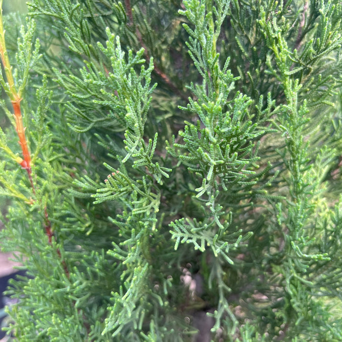 Mediterranean cypress