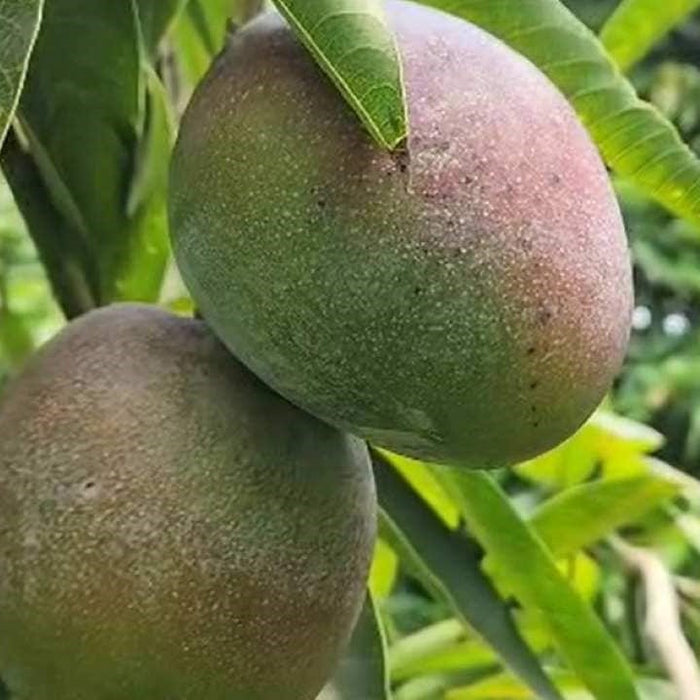 Miyazaki Mango Plants