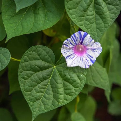 Multi Colour Morning Glory Plant