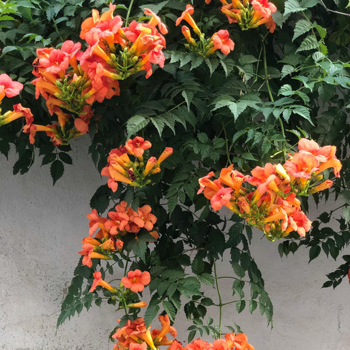 Orange Mandevilla Vine Plant
