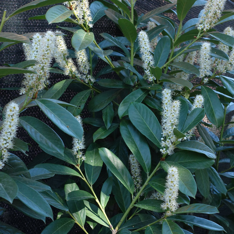 बौना अंग्रेजी लॉरेल (प्रूनस लौरोसेरासस 'ओटो ल्यूकेन') बिक्री के लिए 