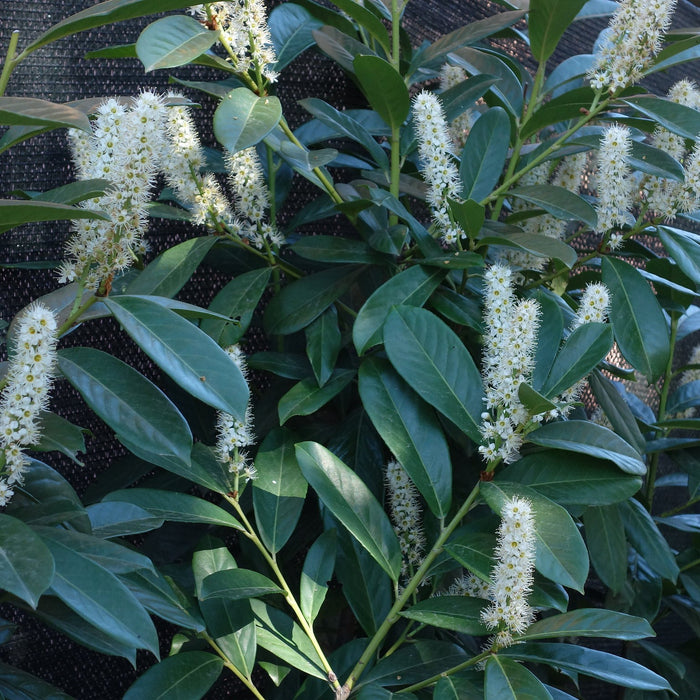 Dwarf English Laurel (Prunus laurocerasus 'Otto Luyken') For Sale