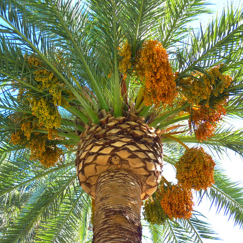 Palm and Cycads plant collection banner with tropical garden background