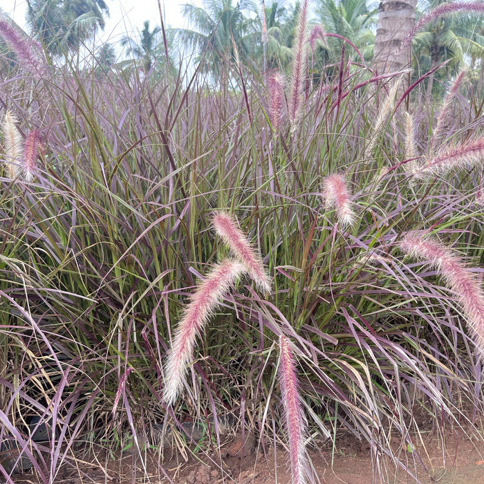 Pennisetum alopecuroides