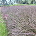 Pennisetum alopecuroides plant