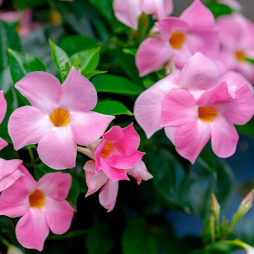 Pink Mandevilla Vine Plant