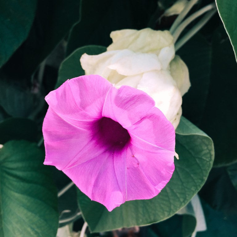 Pink Morning Glory Plant
