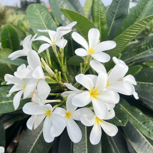 Plumeria Alba