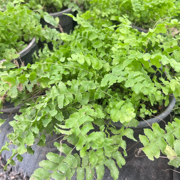 Pom Pom Fern