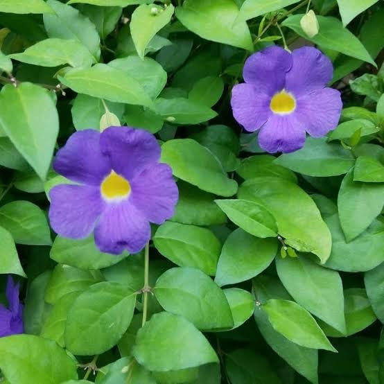 Purple Mandevilla Vine Plant