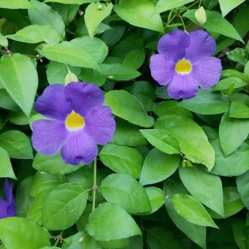 Purple Mandevilla Vine Plant