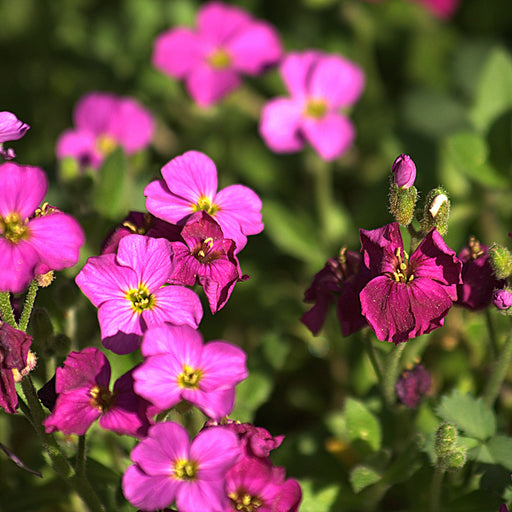 Purple rock cress