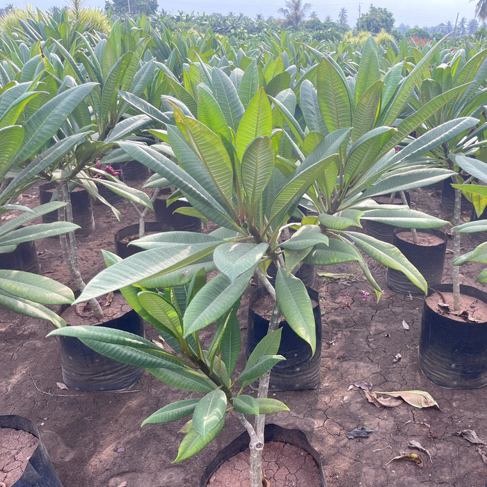 Red frangipani plant