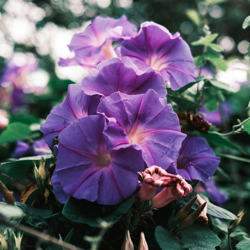 Rich Purple Morning Glory Plant